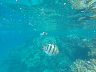 Indo-Pacific sergeant (Abudefduf vaigiensis) is a species of damselfish in the family Pomacentridae above coral reef in Red sea Egypt