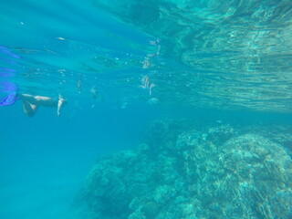Fototapeta premium Indo-Pacific sergeant (Abudefduf vaigiensis) is a species of damselfish in the family Pomacentridae above coral reef in Red sea Egypt
