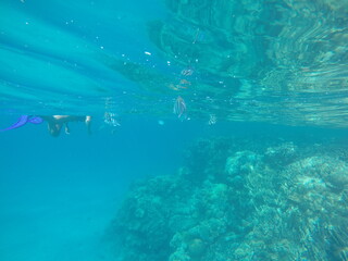 Indo-Pacific sergeant (Abudefduf vaigiensis) is a species of damselfish in the family Pomacentridae above coral reef in Red sea Egypt