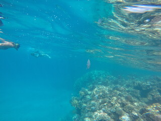 Indo-Pacific sergeant (Abudefduf vaigiensis) is a species of damselfish in the family Pomacentridae above coral reef in Red sea Egypt