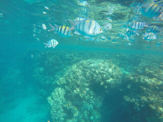  Indo-Pacific sergeant (Abudefduf vaigiensis) is a species of damselfish in the family Pomacentridae above coral reef in Red sea Egypt