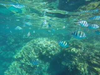  Indo-Pacific sergeant (Abudefduf vaigiensis) is a species of damselfish in the family...