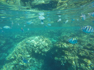 Fototapeta premium Indo-Pacific sergeant (Abudefduf vaigiensis) is a species of damselfish in the family Pomacentridae above coral reef in Red sea Egypt