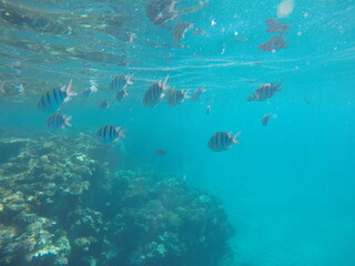  Indo-Pacific sergeant (Abudefduf vaigiensis) is a species of damselfish in the family...