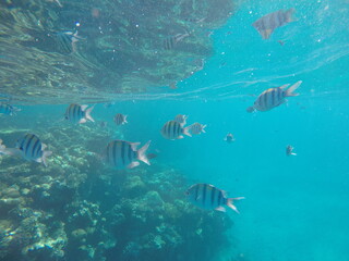  Indo-Pacific sergeant (Abudefduf vaigiensis) is a species of damselfish in the family...