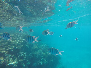 Fototapeta premium Indo-Pacific sergeant (Abudefduf vaigiensis) is a species of damselfish in the family Pomacentridae above coral reef in Red sea Egypt