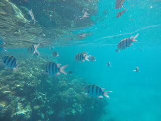 Fototapeta premium Indo-Pacific sergeant (Abudefduf vaigiensis) is a species of damselfish in the family Pomacentridae above coral reef in Red sea Egypt