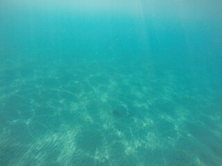  Himantura uarnak covered in sand reticulate whipray or honeycomb stingray is a species of stingray in the family Dasyatidae. It inhabits coastal waters in the western Indian Ocean including Red Sea