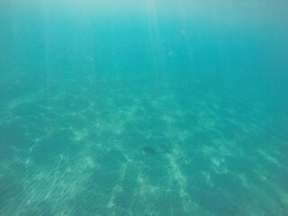  Himantura uarnak covered in sand reticulate whipray or honeycomb stingray is a species of stingray...