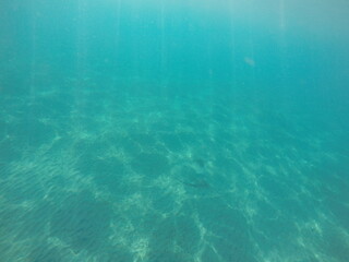  Himantura uarnak covered in sand reticulate whipray or honeycomb stingray is a species of stingray in the family Dasyatidae. It inhabits coastal waters in the western Indian Ocean including Red Sea