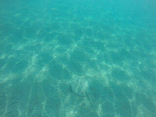  Himantura uarnak covered in sand reticulate whipray or honeycomb stingray is a species of stingray...