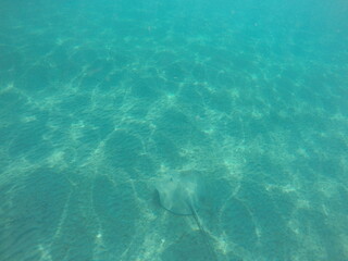 Fototapeta premium Himantura uarnak covered in sand reticulate whipray or honeycomb stingray is a species of stingray in the family Dasyatidae. It inhabits coastal waters in the western Indian Ocean including Red Sea
