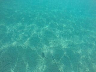  Himantura uarnak covered in sand reticulate whipray or honeycomb stingray is a species of stingray in the family Dasyatidae. It inhabits coastal waters in the western Indian Ocean including Red Sea