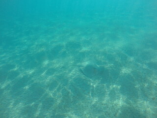 Fototapeta premium Himantura uarnak covered in sand reticulate whipray or honeycomb stingray is a species of stingray in the family Dasyatidae. It inhabits coastal waters in the western Indian Ocean including Red Sea