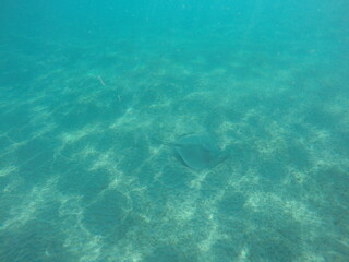 Fototapeta premium Himantura uarnak covered in sand reticulate whipray or honeycomb stingray is a species of stingray in the family Dasyatidae. It inhabits coastal waters in the western Indian Ocean including Red Sea