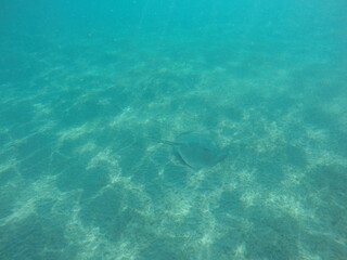 Himantura uarnak covered in sand  reticulate whipray or honeycomb stingray is a species of stingray in the family Dasyatidae. It inhabits coastal waters in the western Indian Ocean including Red Sea