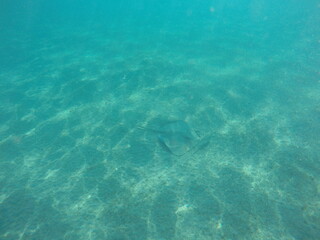 Fototapeta premium Himantura uarnak covered in sand reticulate whipray or honeycomb stingray is a species of stingray in the family Dasyatidae. It inhabits coastal waters in the western Indian Ocean including Red Sea