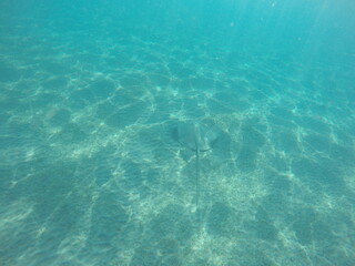 Fototapeta premium Himantura uarnak covered in sand reticulate whipray or honeycomb stingray is a species of stingray in the family Dasyatidae. It inhabits coastal waters in the western Indian Ocean including Red Sea