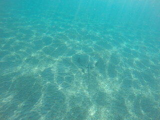 Himantura uarnak covered in sand  reticulate whipray or honeycomb stingray is a species of stingray in the family Dasyatidae. It inhabits coastal waters in the western Indian Ocean including Red Sea