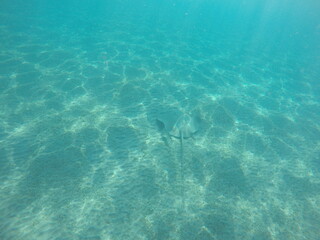 Himantura uarnak covered in sand  reticulate whipray or honeycomb stingray is a species of stingray in the family Dasyatidae. It inhabits coastal waters in the western Indian Ocean including Red Sea