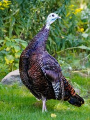 Turkey in Fourth Ballet Position