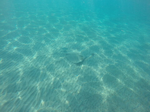 Himantura uarnak covered in sand  reticulate whipray or honeycomb stingray is a species of stingray in the family Dasyatidae. It inhabits coastal waters in the western Indian Ocean including Red Sea