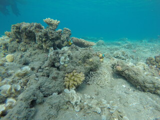 anemone, clown fish amphiprion bicinctus, padina and pocillopora
