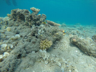 anemone, clown fish amphiprion bicinctus, padina and pocillopora