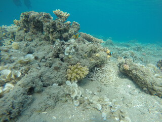 anemone, clown fish amphiprion bicinctus, padina and pocillopora