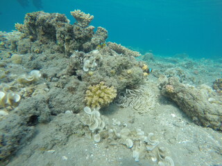 anemone, clown fish amphiprion bicinctus, padina and pocillopora