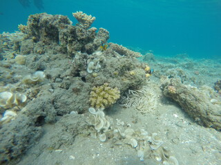 anemone, clown fish amphiprion bicinctus, padina and pocillopora