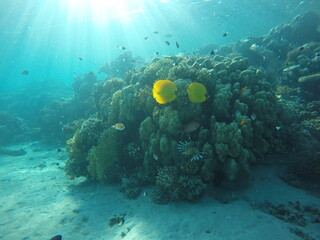coral reef with several fish species, blue-cheeked butterflyfish, lionfish, Pinecone soldierfish 
