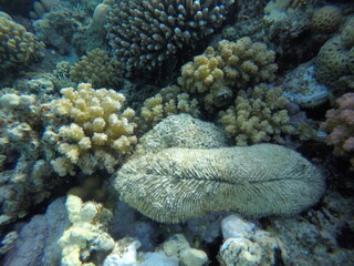 Ctenactis is a genus of solitary disc corals in the family Fungiidae. Members of this genus are...