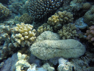Ctenactis is a genus of solitary disc corals in the family Fungiidae. Members of this genus are found in the Indo-Pacific region