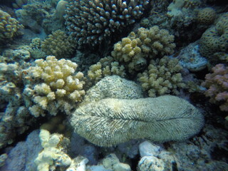 Ctenactis is a genus of solitary disc corals in the family Fungiidae. Members of this genus are found in the Indo-Pacific region