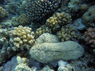 Ctenactis is a genus of solitary disc corals in the family Fungiidae. Members of this genus are found in the Indo-Pacific region