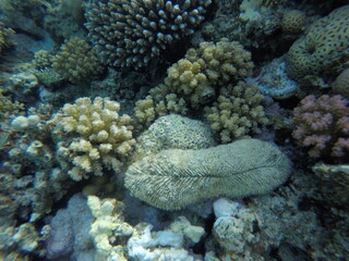 Ctenactis is a genus of solitary disc corals in the family Fungiidae. Members of this genus are found in the Indo-Pacific region