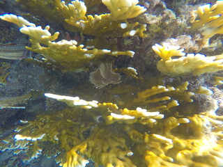 Millepora dichotoma, the net fire coral, is a species of hydrozoan, consisting of a colony of...