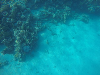 sea bed of an edge of coral reef in egypt