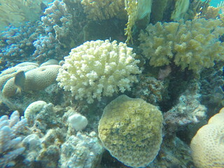 various coral species pocillopora, asteropora