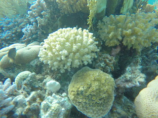 various coral species pocillopora, asteropora