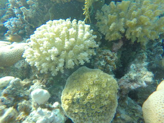 various coral species pocillopora, asteropora