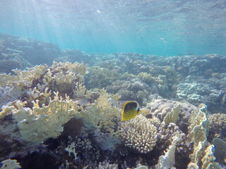 diagonal butterflyfish, also known as the Red Sea raccoon butterflyfish, is a species of marine...