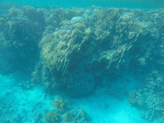 giant moray is a species of moray eel and a species of marine fish in the family Muraenidae. In terms of body mass, it is the largest moray eel; Gymnothorax javanicus