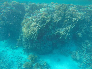 giant moray is a species of moray eel and a species of marine fish in the family Muraenidae. In terms of body mass, it is the largest moray eel; Gymnothorax javanicus