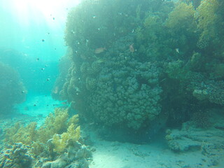 giant moray is a species of moray eel and a species of marine fish in the family Muraenidae. In terms of body mass, it is the largest moray eel; Gymnothorax javanicus