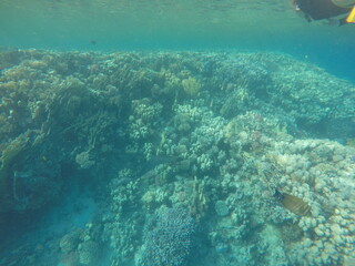 giant moray is a species of moray eel and a species of marine fish in the family Muraenidae. In terms of body mass, it is the largest moray eel; Gymnothorax javanicus