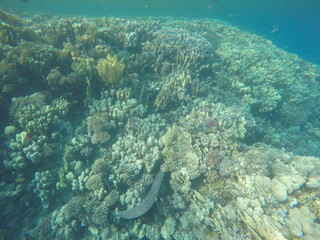 giant moray is a species of moray eel and a species of marine fish in the family Muraenidae. In terms of body mass, it is the largest moray eel; Gymnothorax javanicus