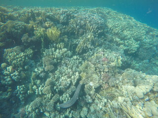 giant moray is a species of moray eel and a species of marine fish in the family Muraenidae. In terms of body mass, it is the largest moray eel; Gymnothorax javanicus