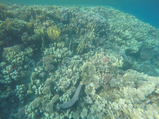 giant moray is a species of moray eel and a species of marine fish in the family Muraenidae. In terms of body mass, it is the largest moray eel; Gymnothorax javanicus